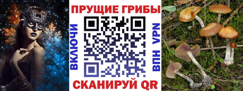 KRAKEN ССЫЛКА  Советский  Галлюциногенные грибы Magic Shrooms 
